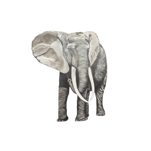 Elephant cut out
